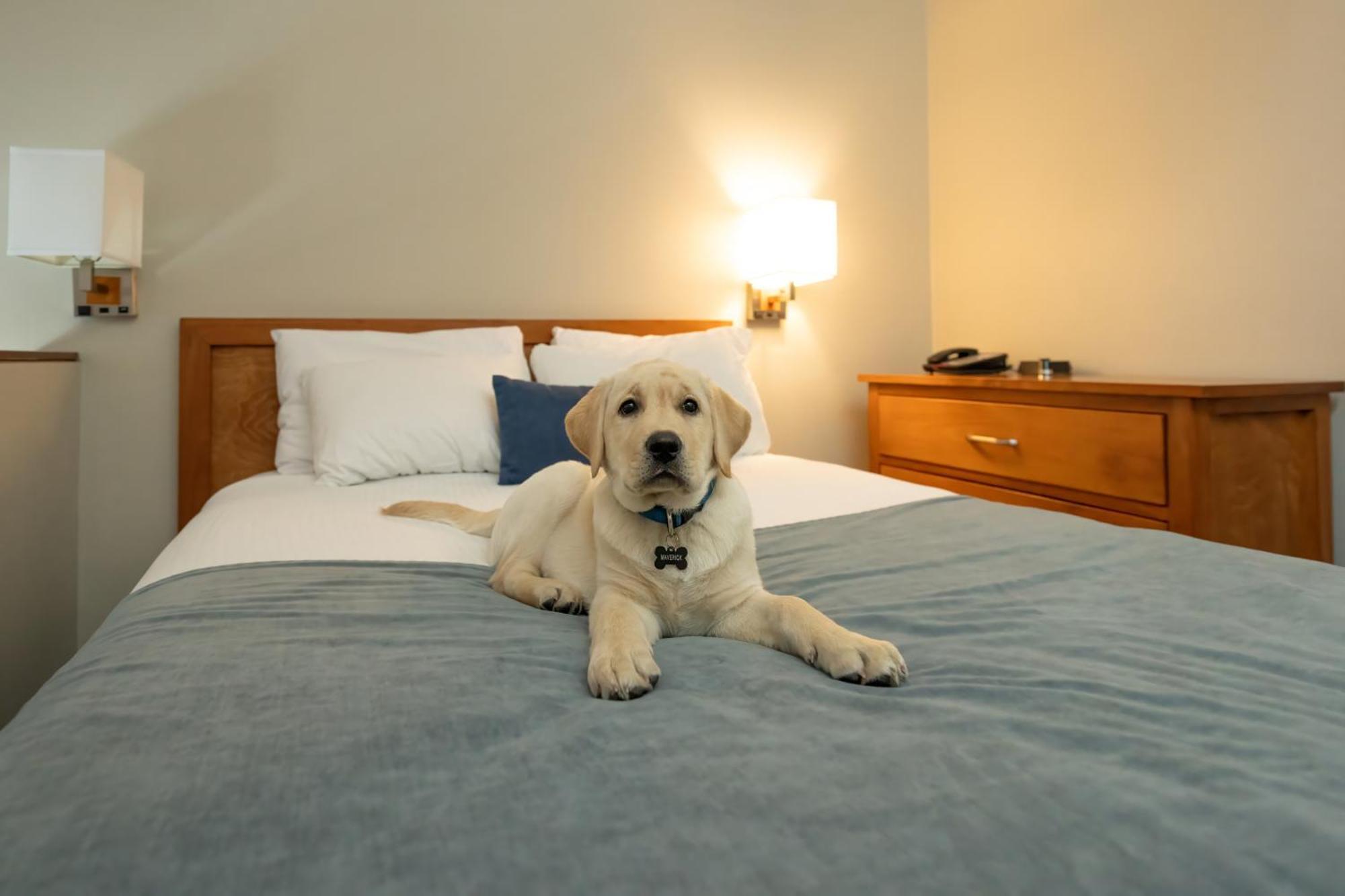 Whistler Village Inn & Suites Екстериор снимка